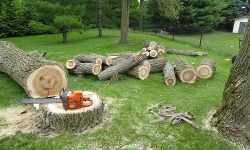 Tree-Removal2-1
